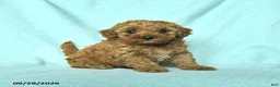 Toy Poodle dogs for sale: Rosie - Ad 5