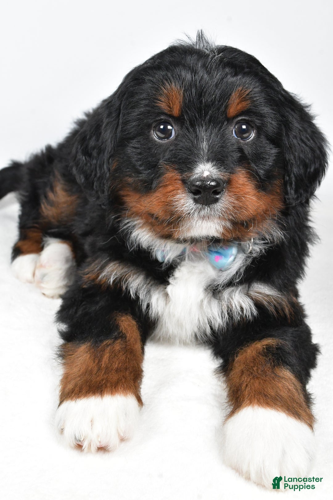 Mini Bernedoodle dogs for sale: Austin - Ad 3