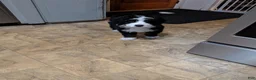 Bernedoodle dogs for sale: Bernedoodle 2 - Ad 5