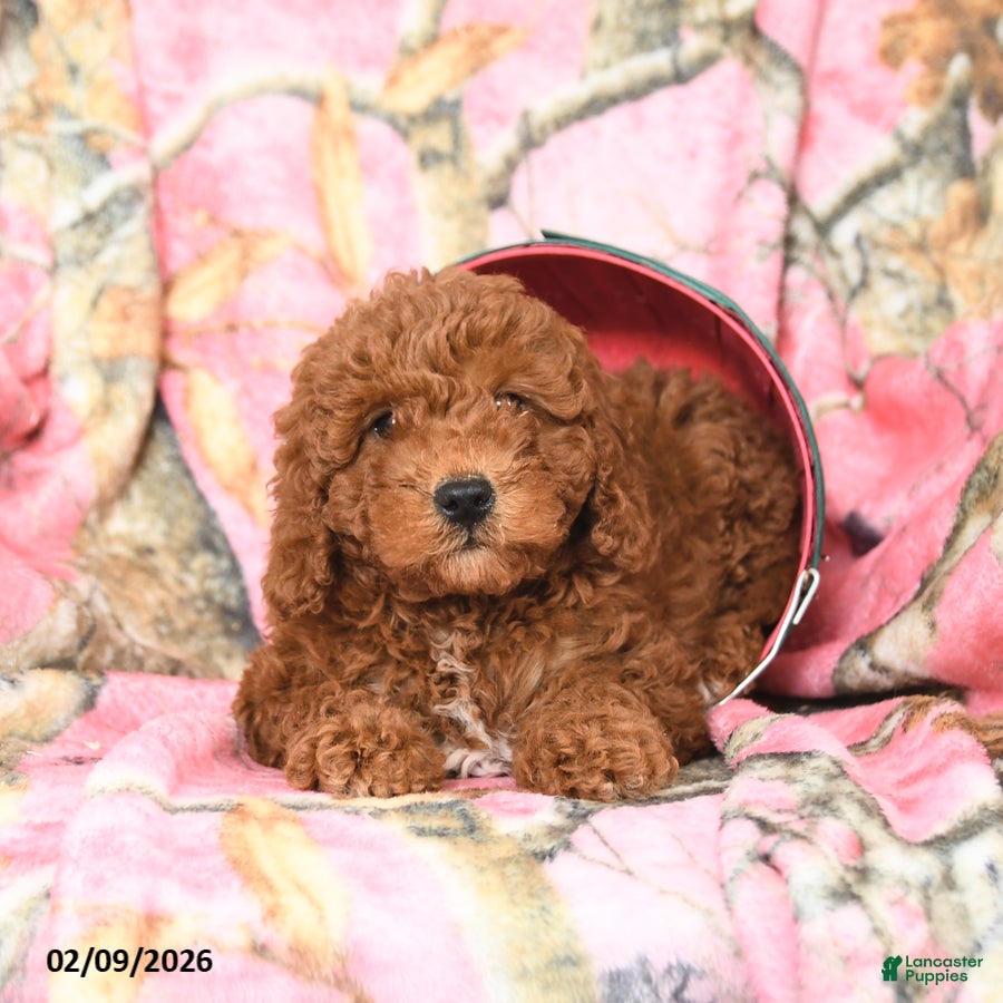 Mini Goldendoodle dogs Red   - Ad 2