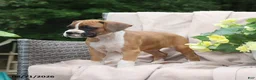 Boxer dogs for sale: Quincy - Ad 11