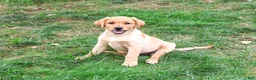 Labrador Retriever dogs for sale: Constance - Ad 5