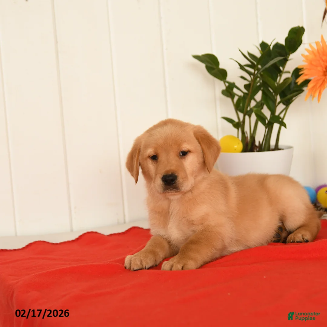 Goldador dogs for sale: Kody - Ad 5