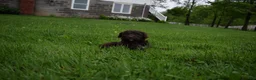 Portuguese Water Dog dogs for sale: Lola - Ad 3