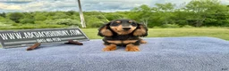 Miniature Dachshund dogs for sale: Russian male - Ad 1