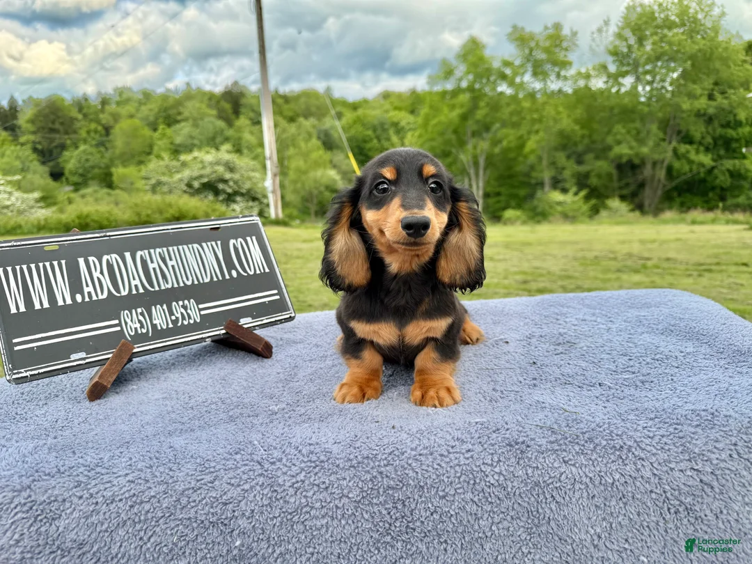 Miniature Dachshund dogs for sale: Russian male - Ad 1
