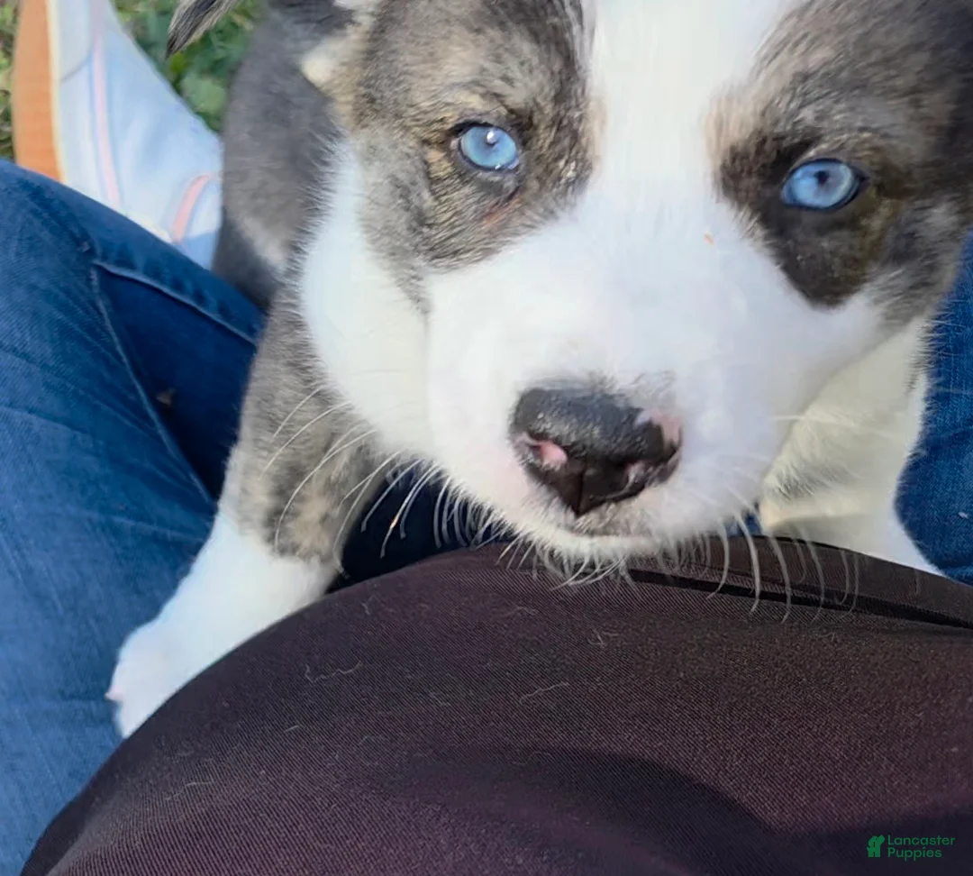 Mixed Breed dogs for sale: Aussie Siberian Puppy 4 - Ad 2