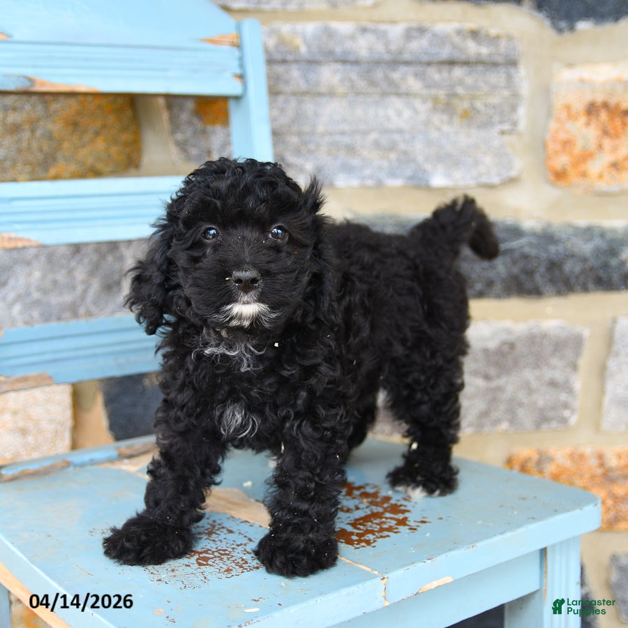 Mixed Breed dogs Brady - Ad 2