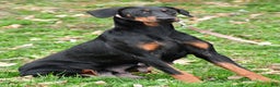 Doberman Pinscher dogs for sale: Rocco - Ad 9
