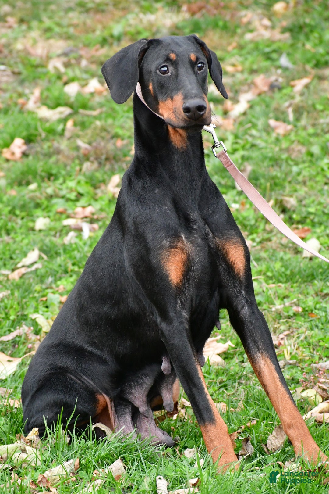 Doberman Pinscher dogs for sale: Rocco - Ad 9