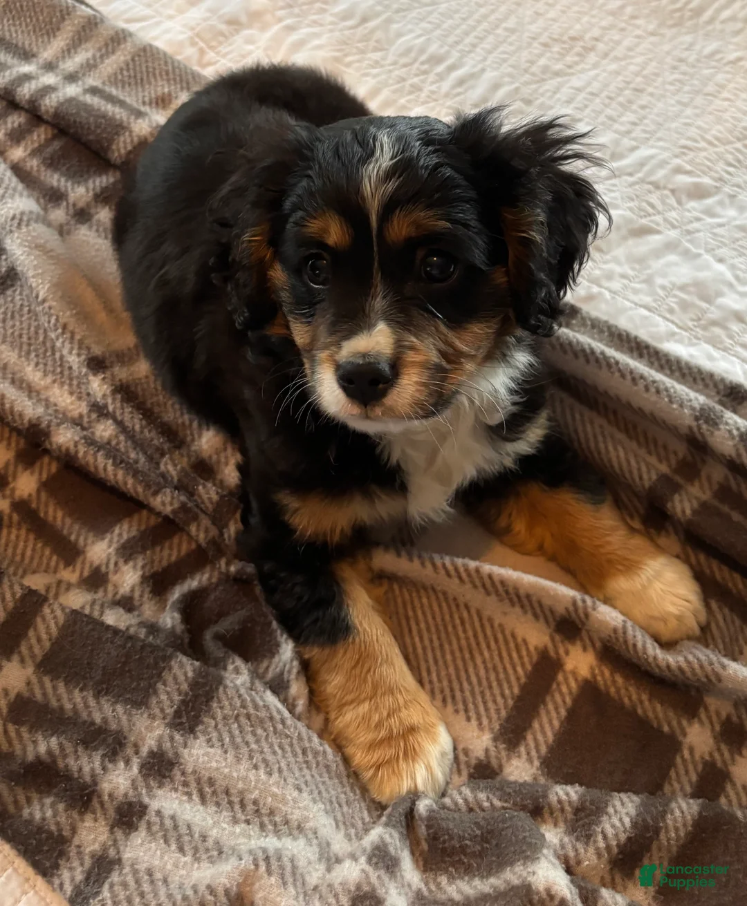 Miniature Bernese Mountain Dog dogs for sale: Tank - Ad 10