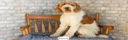 Goldendoodle dogs for sale: Honey - Ad 19