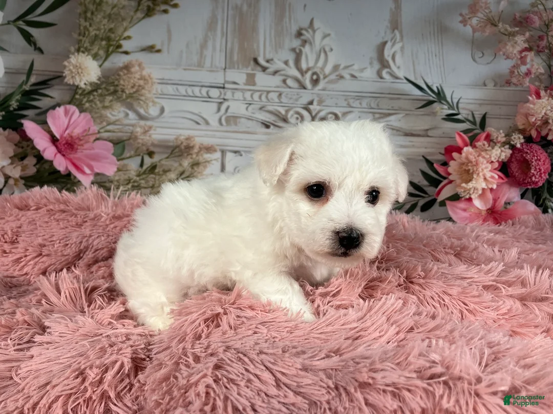 Bichon Frise dogs for sale: AKC-Nena - Ad 3