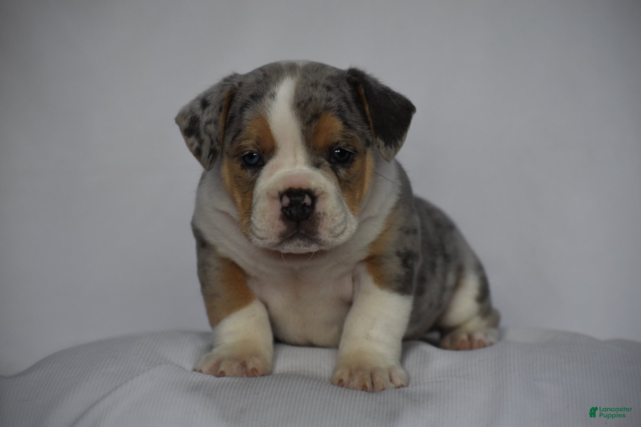 Beabull dogs Opal - Ad 1