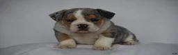 Beabull dogs for sale: Opal - Ad 3