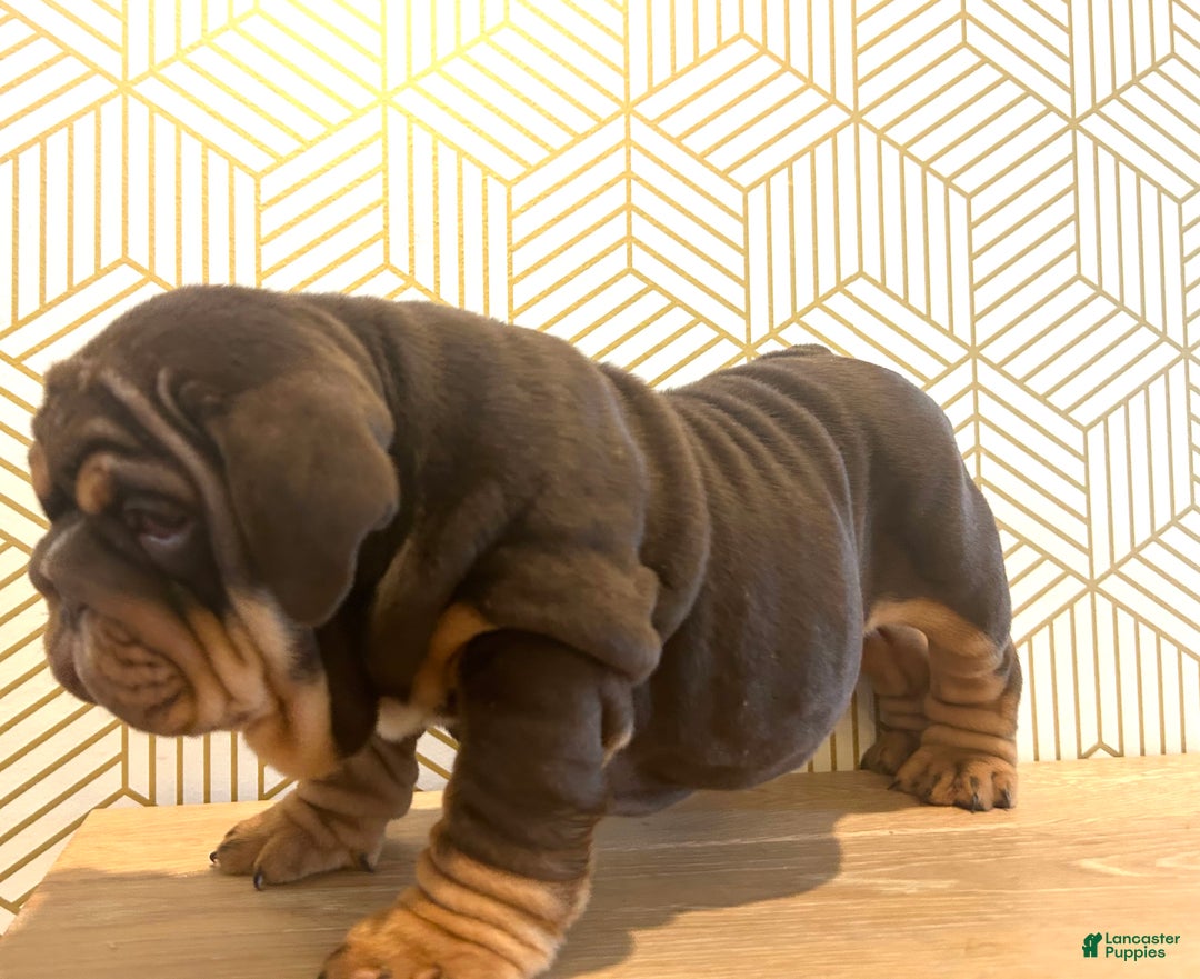 English Bulldog dogs for sale: Lily - Ad 3