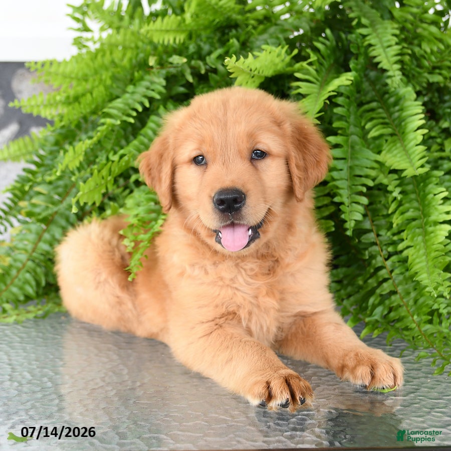 Golden Retriever dogs Nash - Ad 1
