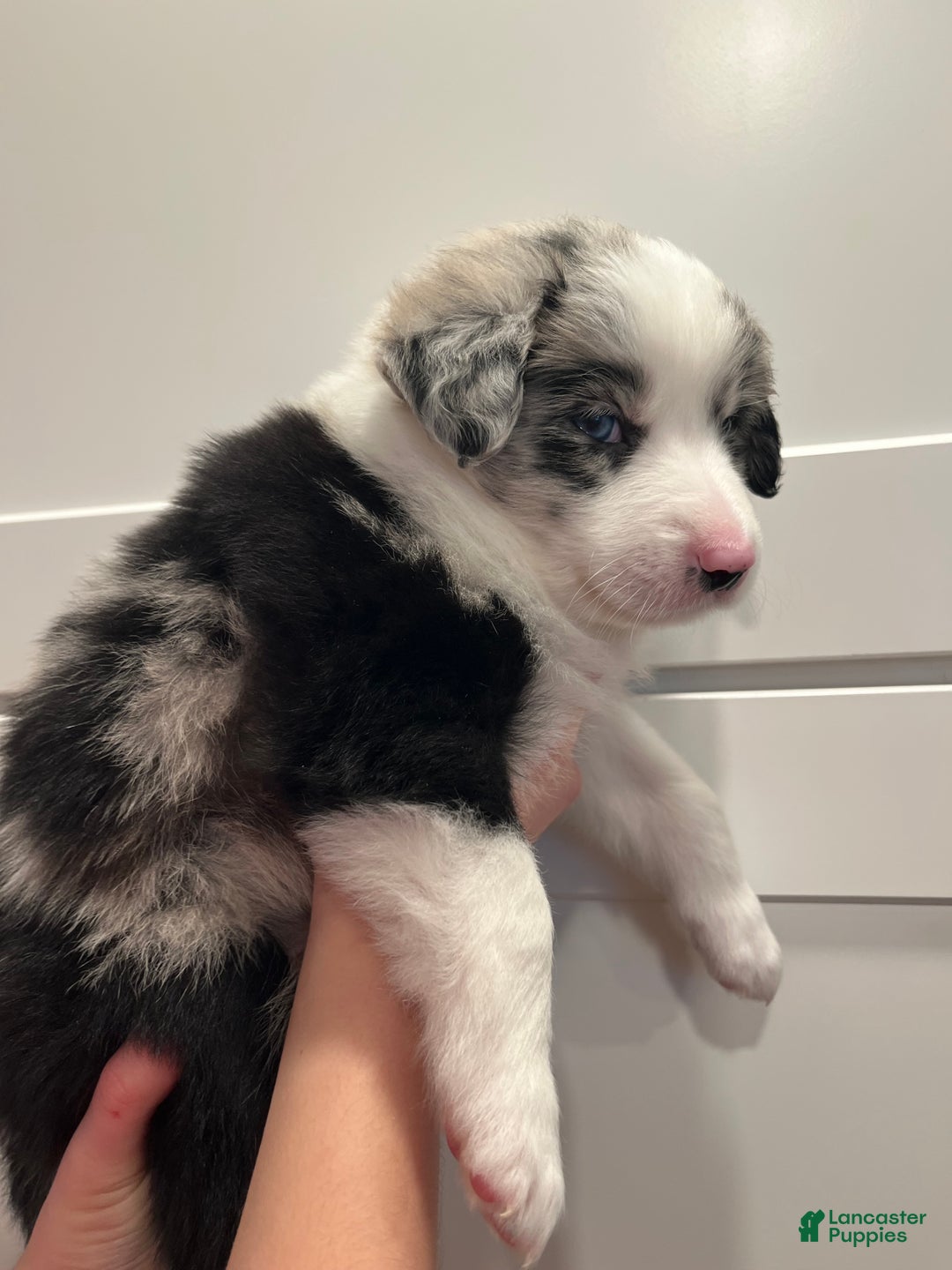 Mixed Breed dogs for sale: Wendy - Ad 6