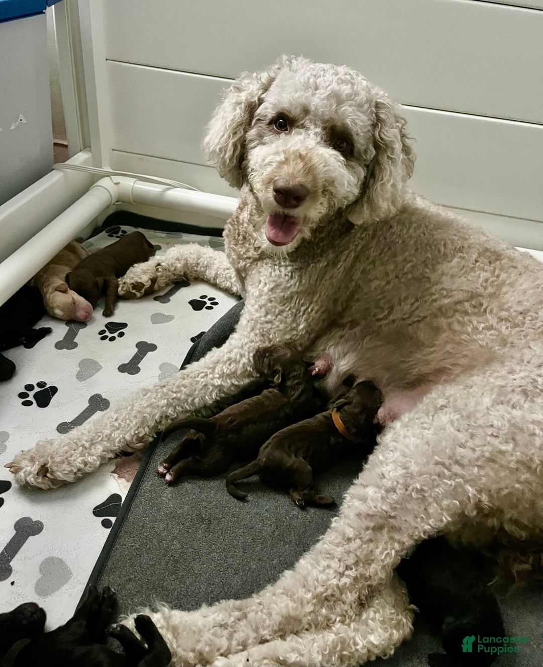 Mixed Breed dogs for sale: Doubledoodle Female Puppy - Ad 10