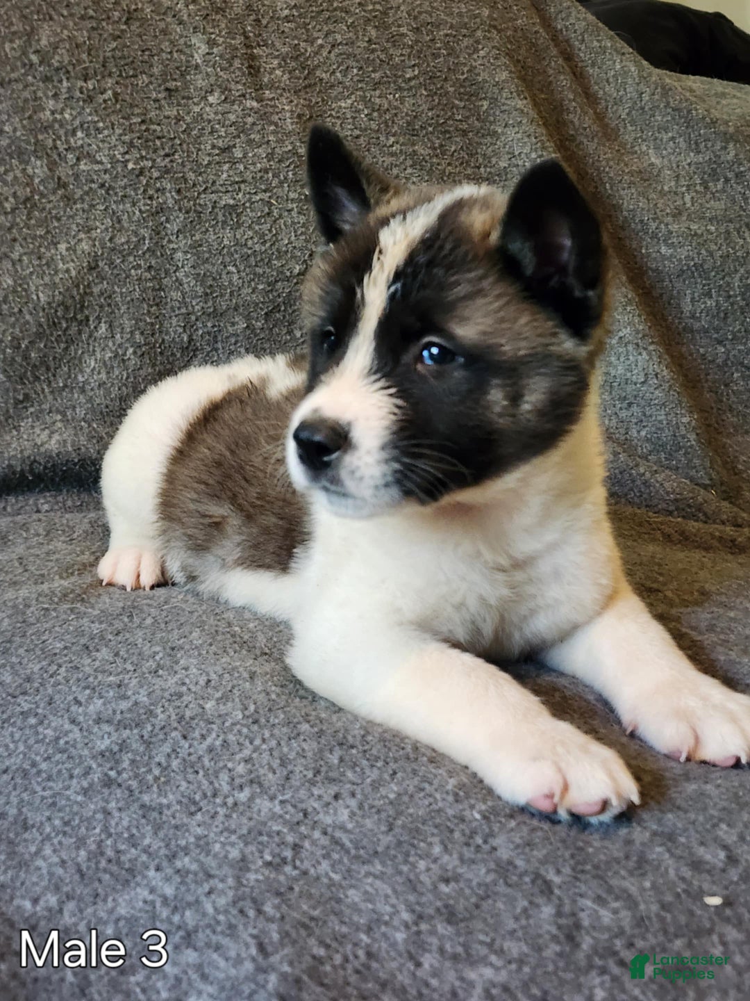 Akita dogs for sale: Akita Puppy Girl 5 - Ad 17