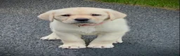Labrador Retriever dogs for sale: Marie - Ad 7