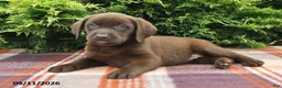 Labrador Retriever dogs for sale: Kaci - Ad 5