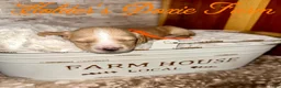 Miniature Dachshund dogs for sale: Happy - Ad 3
