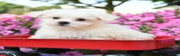 Maltese dogs for sale: Yoshi - Ad 2
