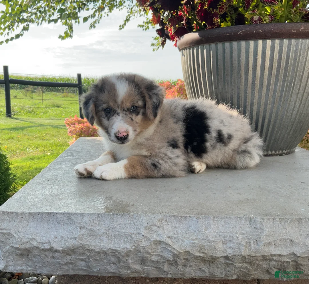 Mixed Breed dogs for sale: Annie - Ad 2