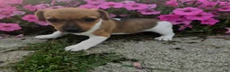 Jack Russell Terrier dogs for sale: Pearl - Ad 1