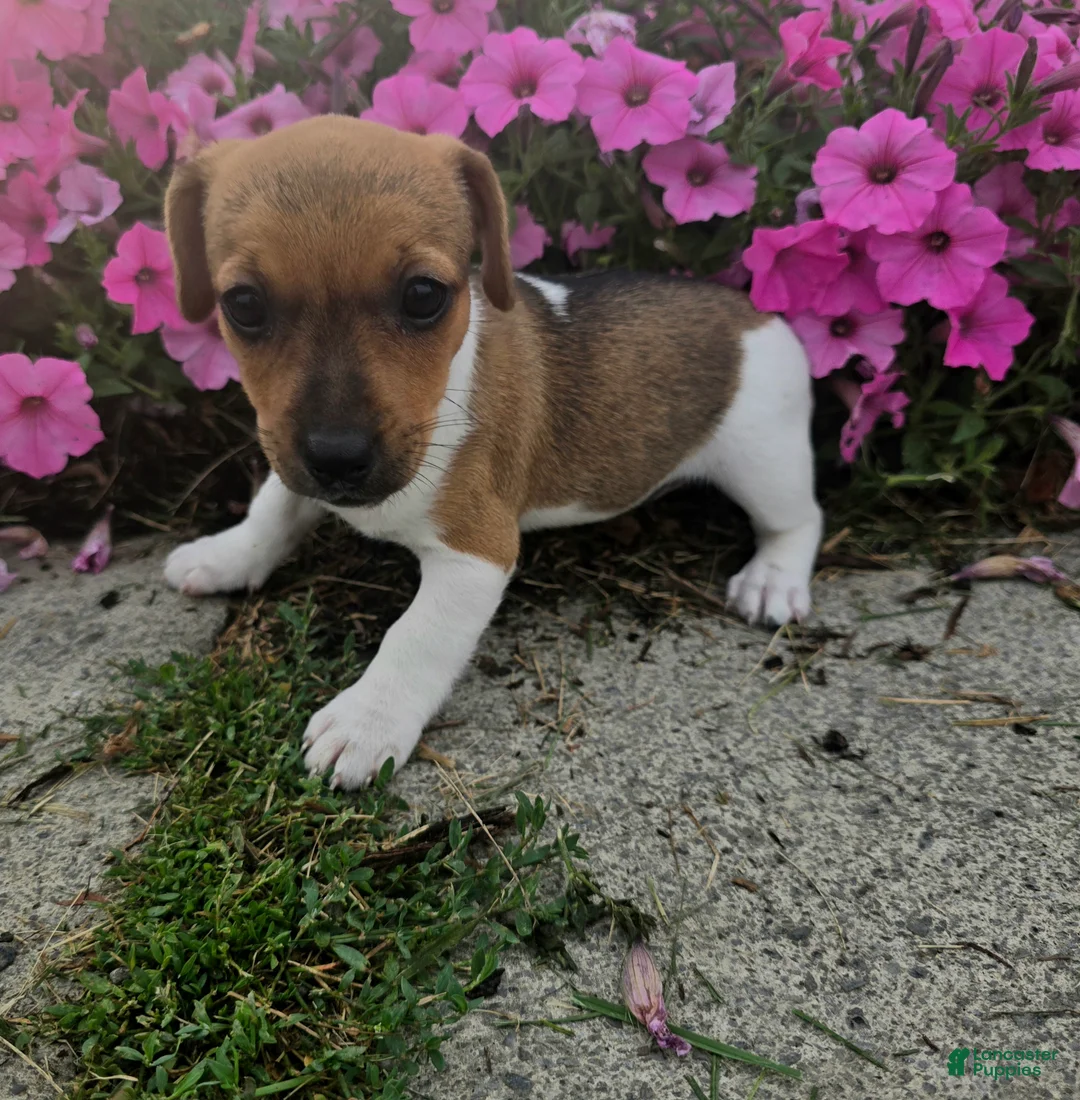 Jack Russell Terrier dogs for sale: Pearl - Ad 1