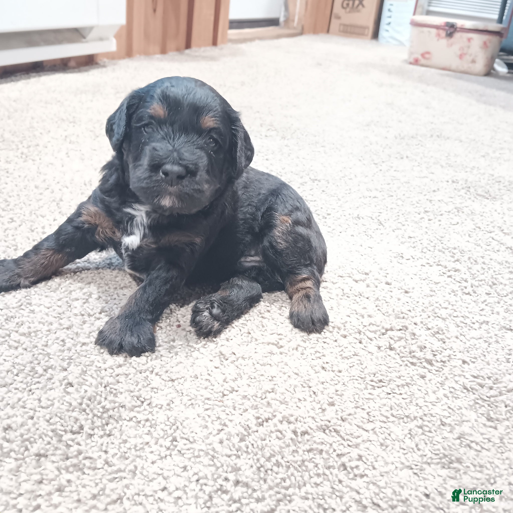 Mixed Breed dogs for sale: Mixed Breed Puppy 1 - Ad 1