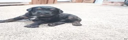 Mixed Breed dogs for sale: Mixed Breed Puppy 1 - Ad 1