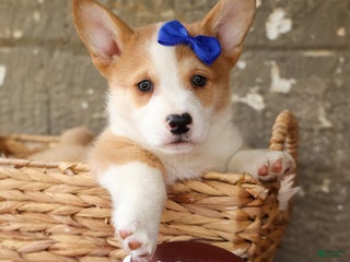 Welsh Corgi Pembroke dogs - Ad 18