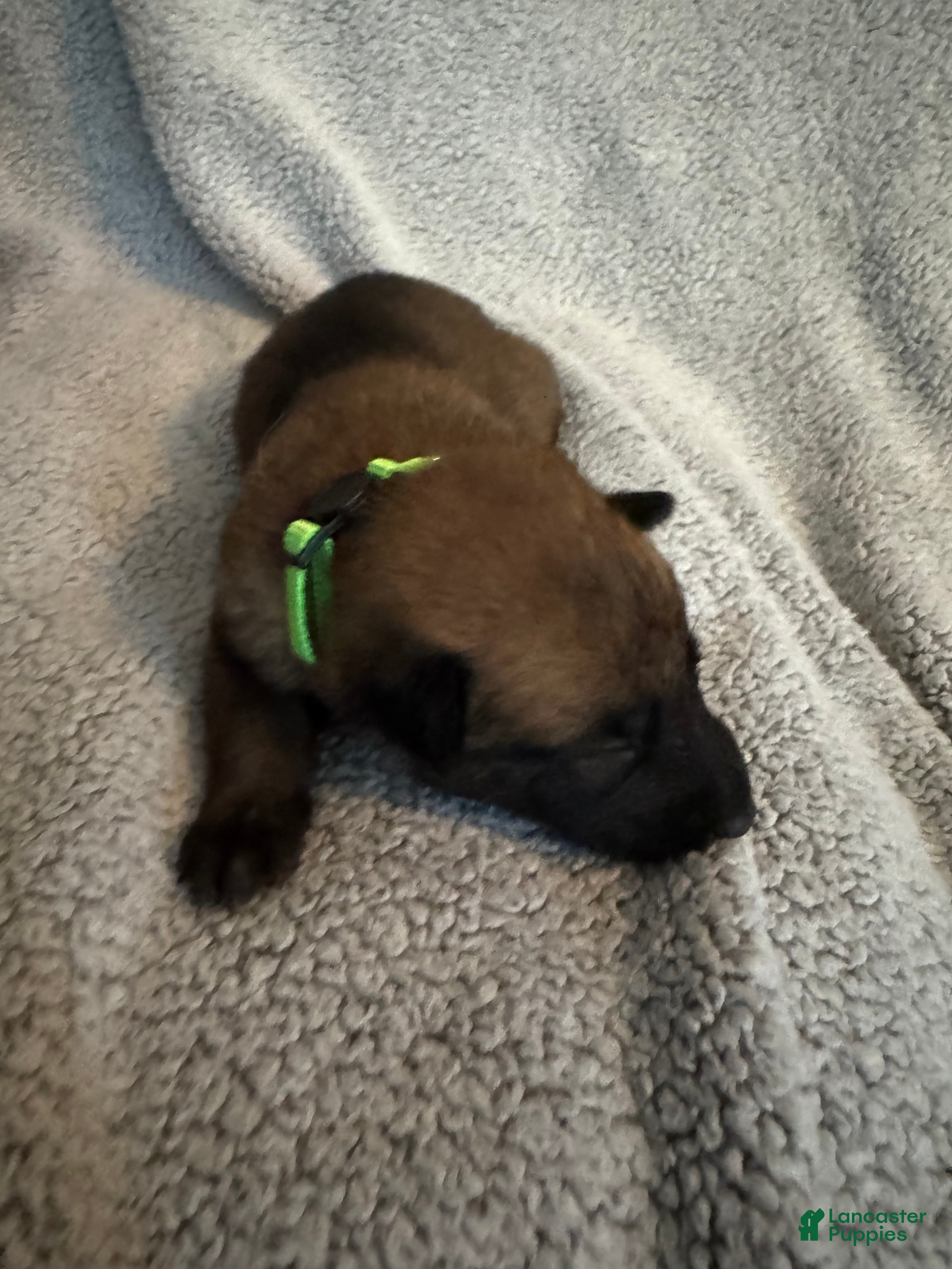 Belgian Malinois dogs Belgian Malinois 5 - Ad 32
