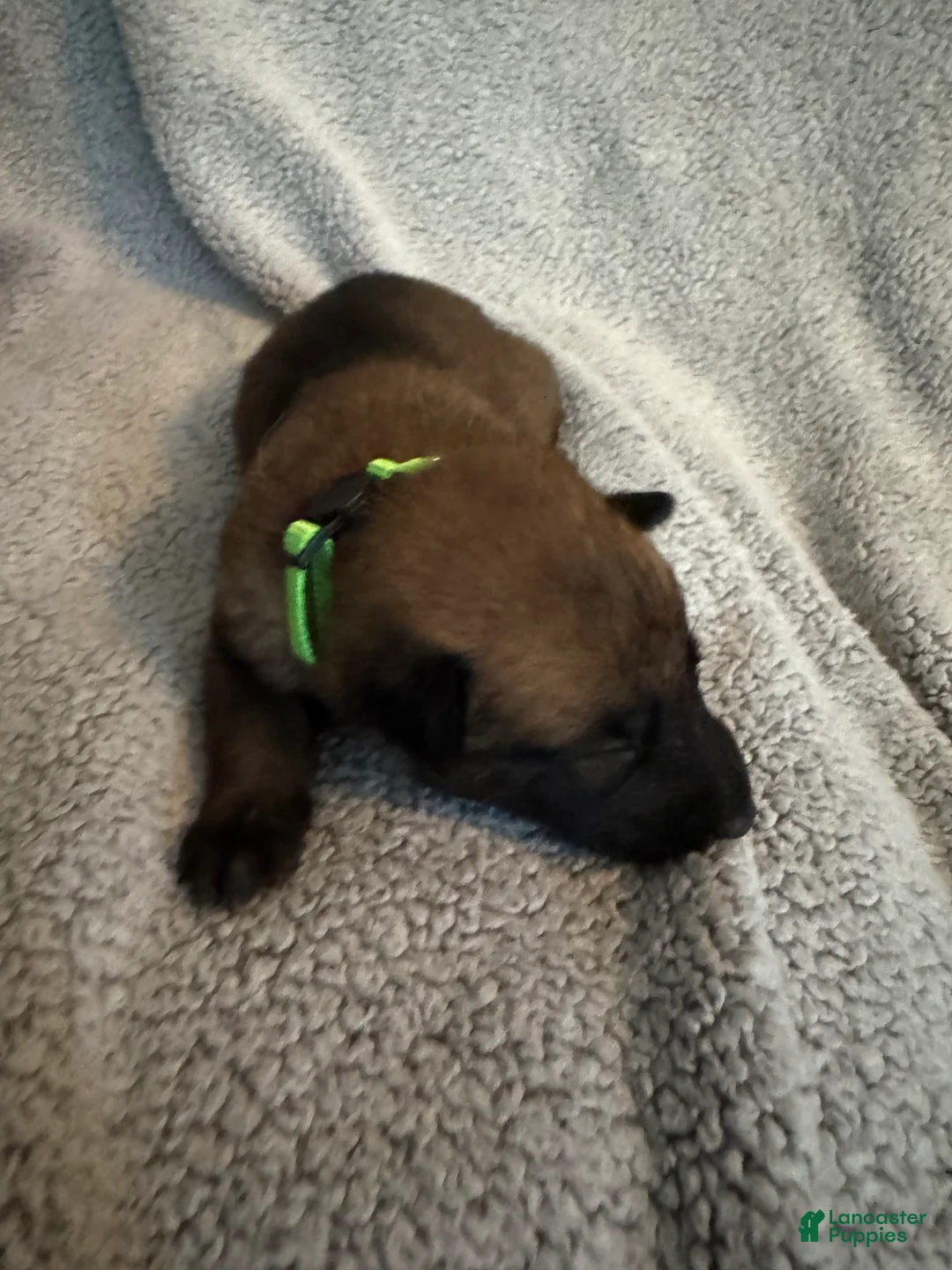 Belgian Malinois dogs for sale: Belgian Malinois 5 - Ad 1