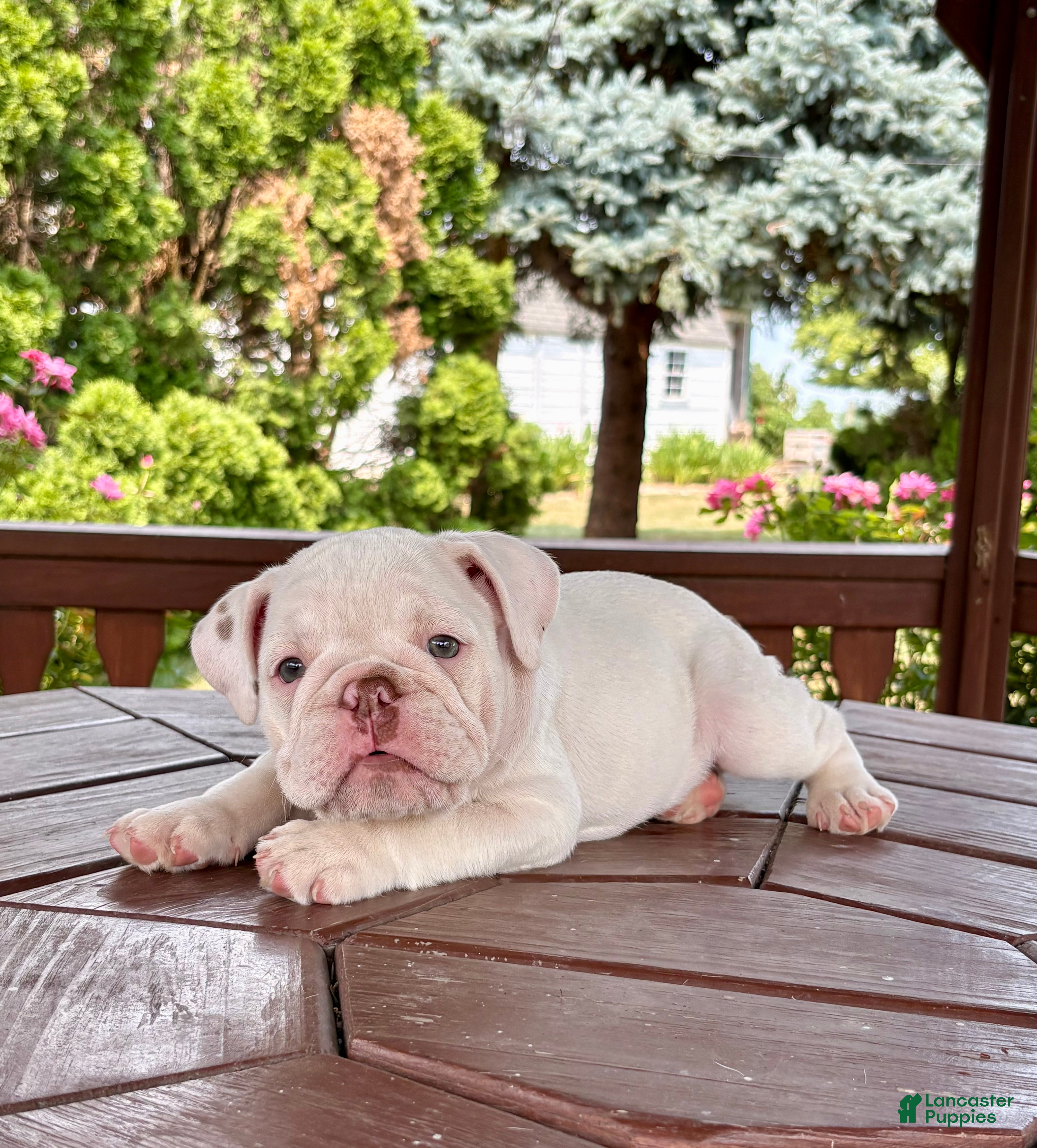 English Bulldog dogs Olaf - Ad 1