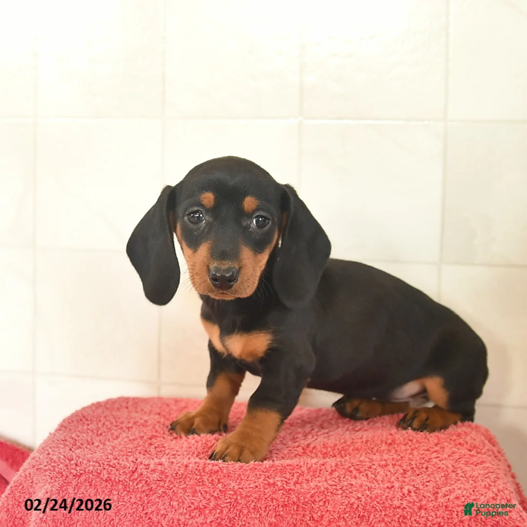 Miniature Dachshund dogs for sale: Flossy  - Ad 3