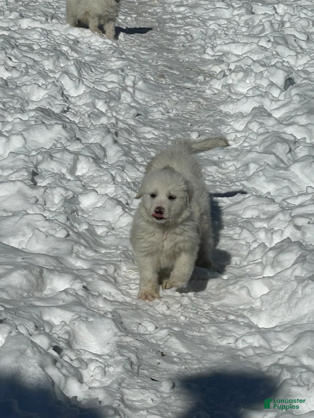 Great Pyrenees dogs for sale: Tiny Tonya - Ad 5