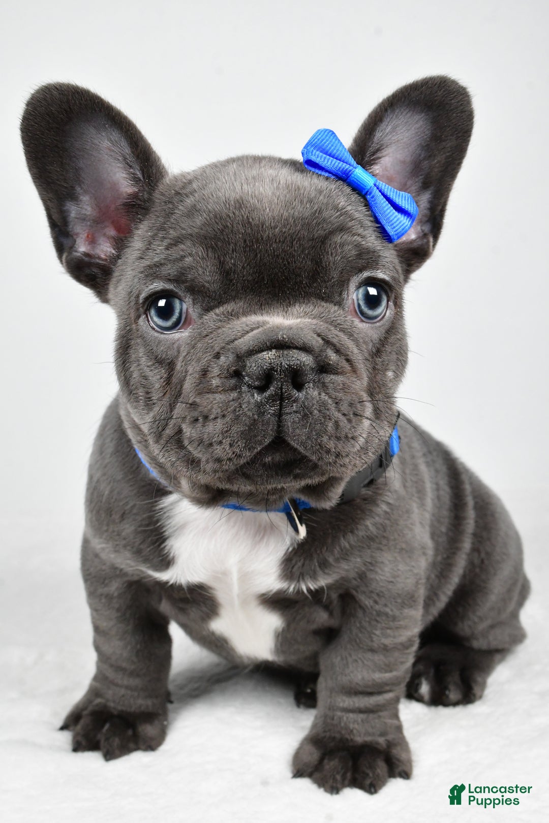 French Bulldog dogs for sale: AJ - Ad 2
