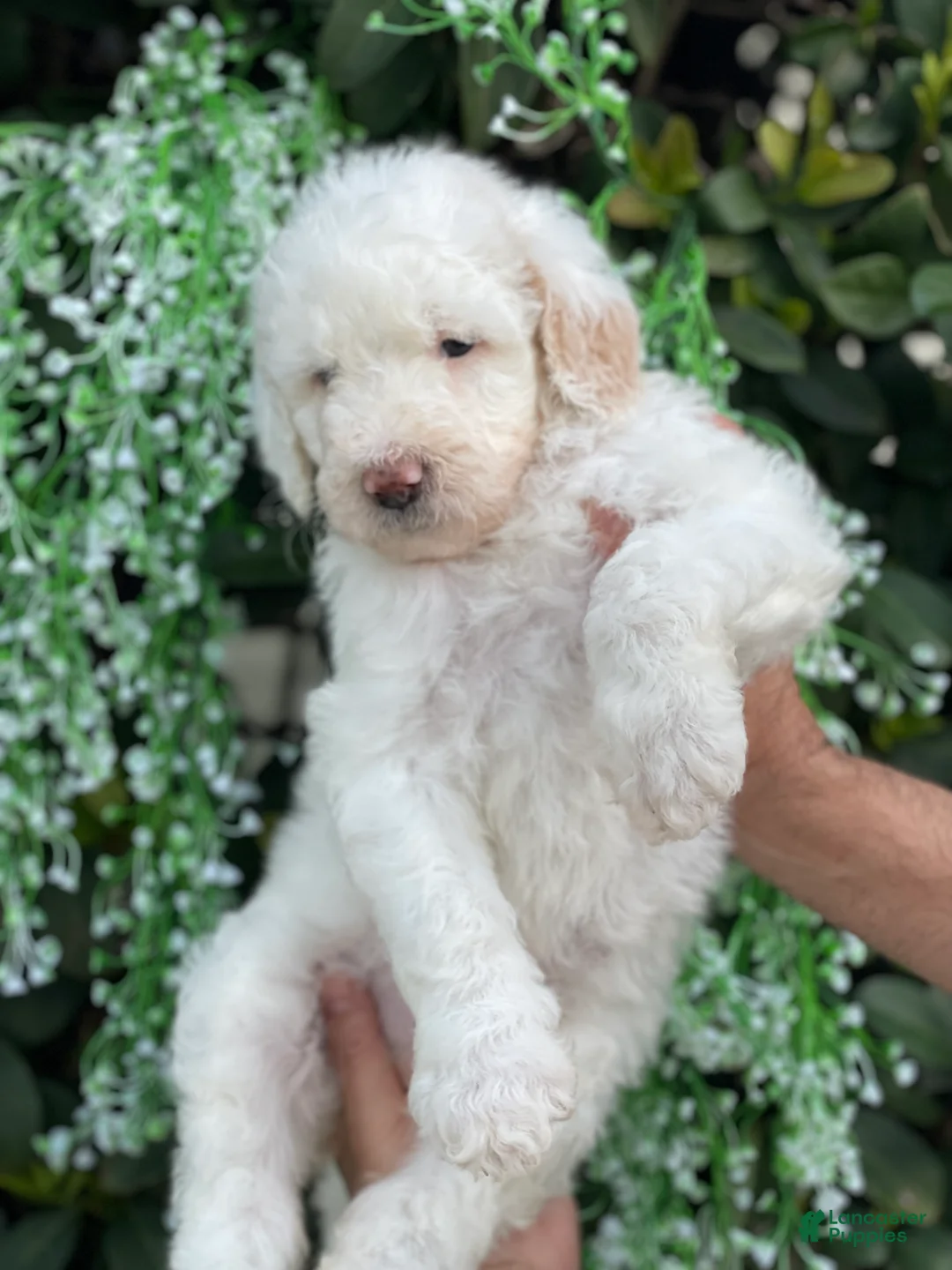 Goldendoodle dogs for sale: Sadie - Ad 3