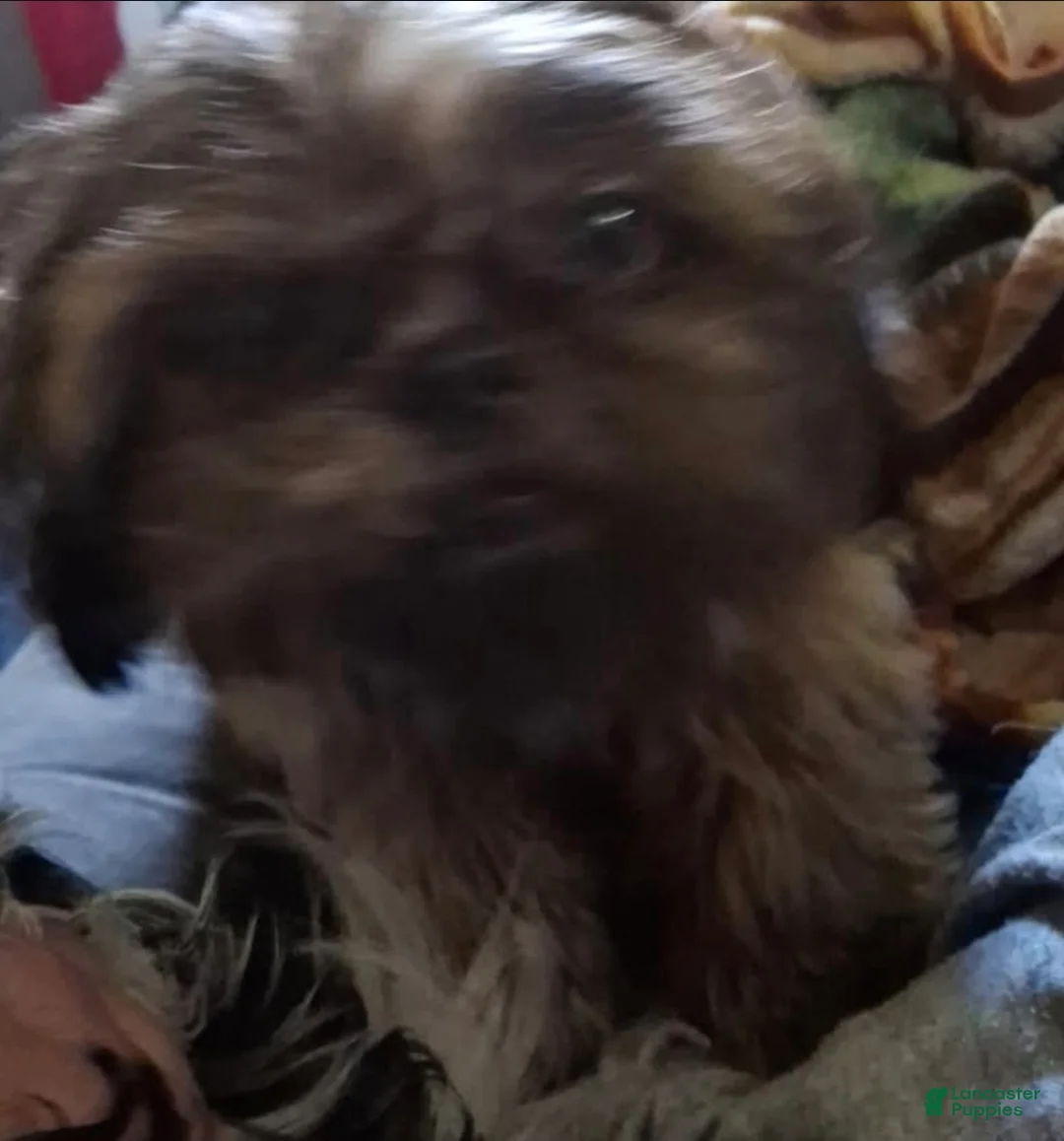 Shih Tzu dogs for sale: Shih Tzu Puppy 1 - Ad 3