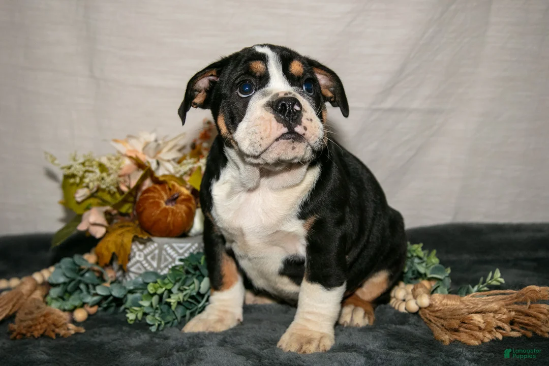 Beabull dogs for sale: Rolls - Ad 1