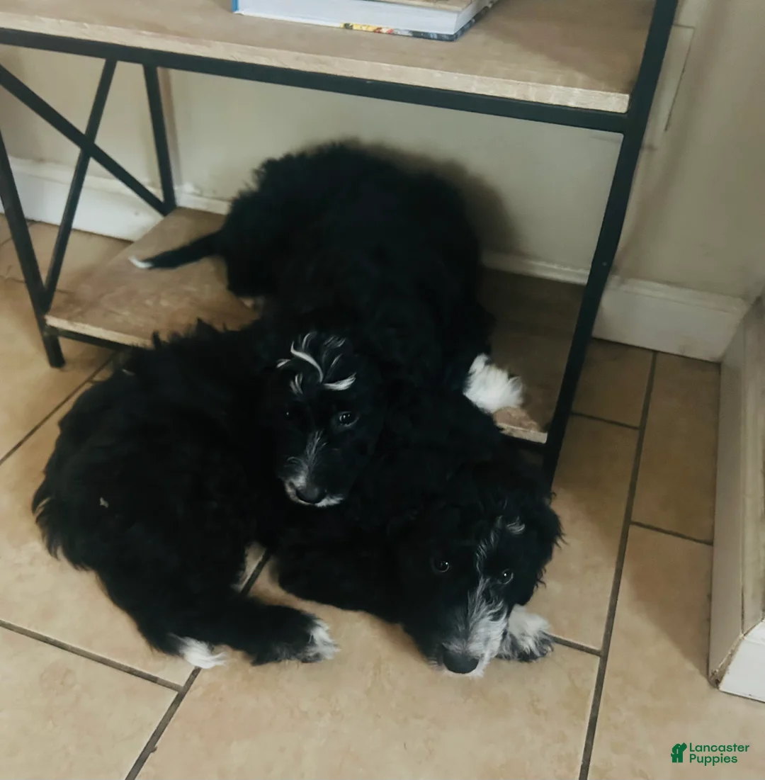 Aussiedoodle dogs for sale: BO - Ad 2