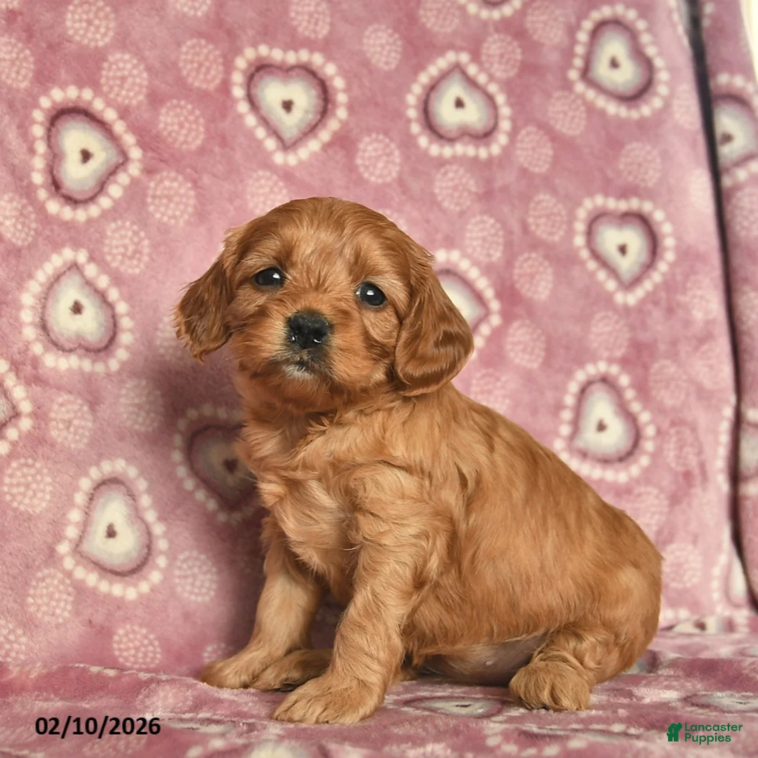 Cavapoo dogs for sale: Reese  - Ad 2