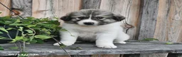 Mixed Breed dogs for sale: Bowan - Ad 1