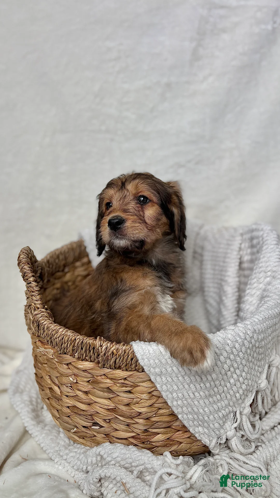 Bernedoodle dogs for sale: Sophie - Ad 6