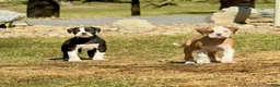Alapaha Blue Blood Bulldog dogs for sale: BEA Javelin - Ad 2