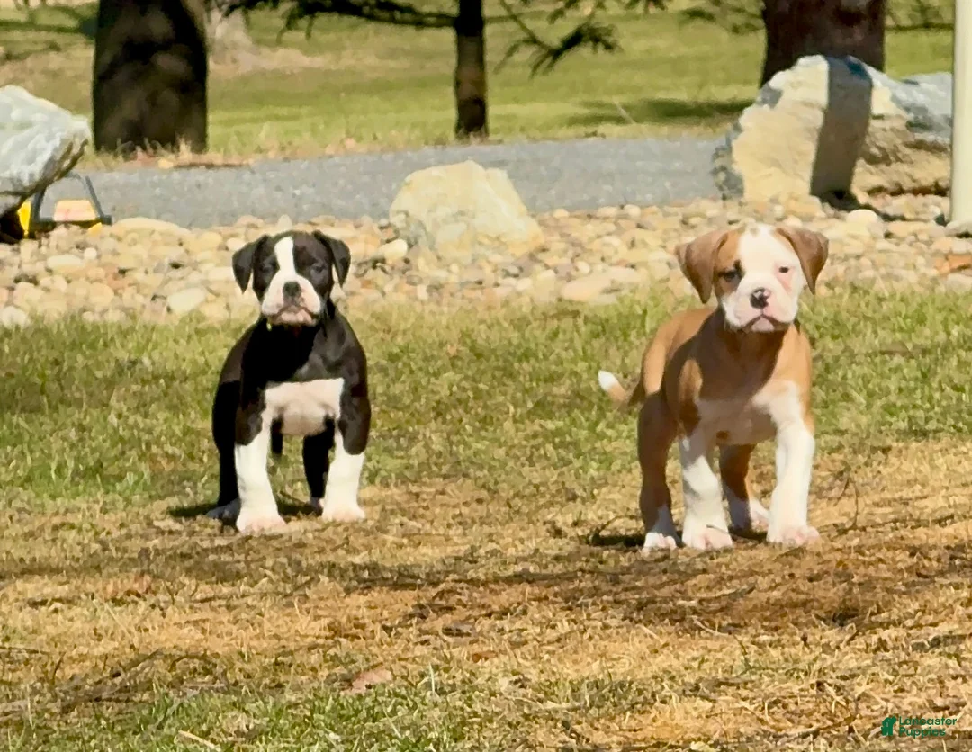 Alapaha Blue Blood Bulldog dogs for sale: BEA Javelin - Ad 2