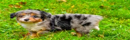 Mini Aussiedoodle dogs for sale: Lacey - Ad 4